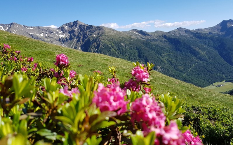 Alpine roses 